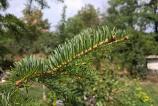 Samsung-Galaxy-A17-5G-Mostre-closeup-macro_001.jpg