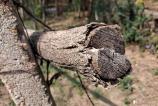 Samsung-Galaxy-A17-5G-Mostre-closeup-macro_003.jpg