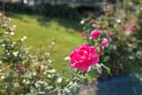 Samsung-Galaxy-A17-5G-Mostre-bokeh_015.jpg