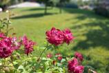 Samsung-Galaxy-A17-5G-Mostre-bokeh_013.jpg