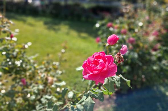 Samsung Galaxy A17 5G - Mostre bokeh: Samsung-Galaxy-A17-5G-Mostre-bokeh_015.jpg