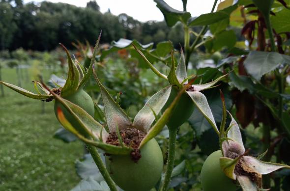 Allview Soul X5 Pro - Mostre Foto (bokeh): IMG_20180622_150659.jpg