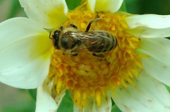 Motorola RAZR 5G - Mostre Foto (ziua): IMG_20200919_155827354.jpg