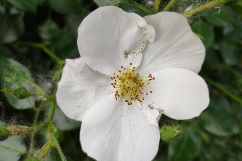 Xiaomi Mi 11 Lite 5G - Mostre foto (macro): IMG_20210524_151751.jpg