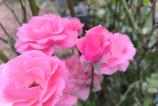 IMG_20250710_183754_746.jpg