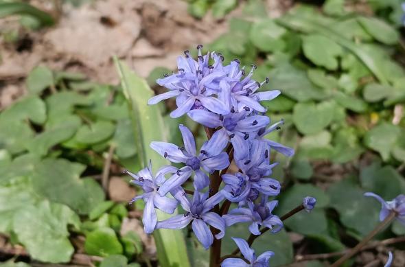 OPPO A6 Pro 5G - Mostre zi: Mostre-zi_ (26).jpg