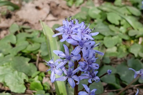 OPPO A6 Pro 5G - Mostre zi