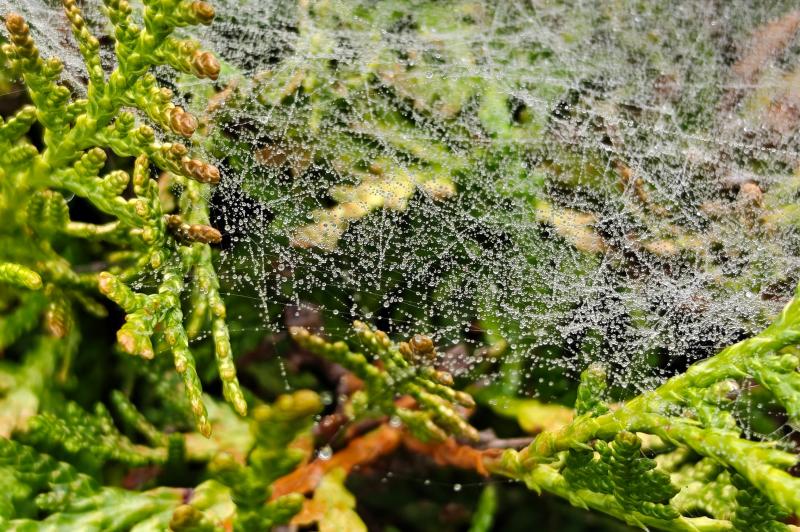 OnePlus 15 - Mostre macro: OnePlus-15-Mostre-Macro_019.jpg