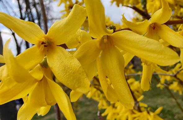 Motorola Moto G100 - Mostre foto (macro): IMG_20210330_155251431_HDR.jpg