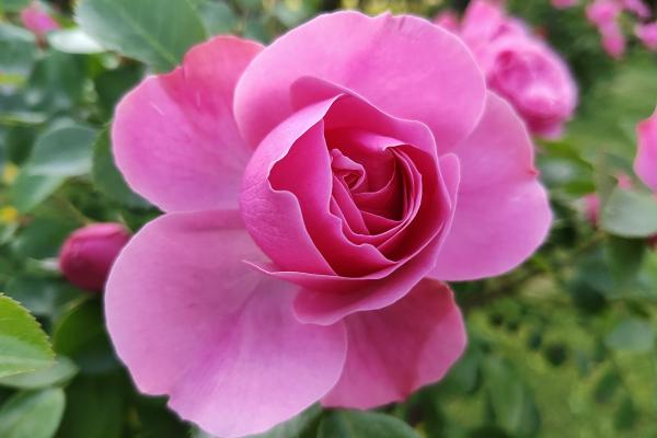 Motorola RAZR 40 Ultra - Mostre foto (macro)