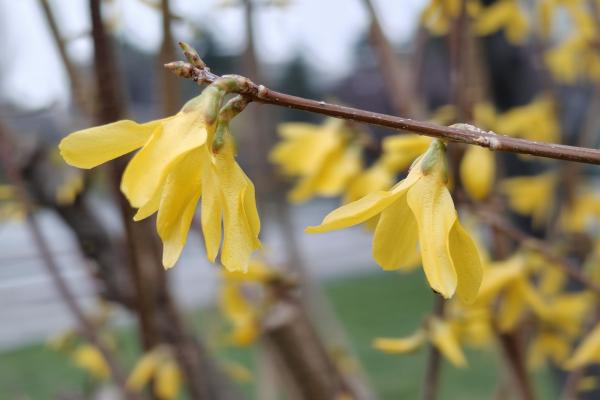 realme 12 Pro+ - Mostre bokeh