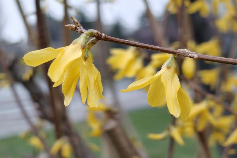 realme 12 Pro+ - Mostre bokeh: realme-12-pro-plus-bokeh_008.jpg