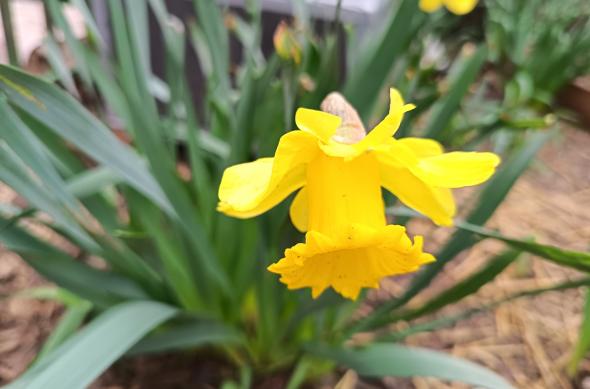 HONOR 600 Lite - Mostre foto (ziua): IMG_20260331_123440.jpg