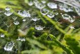 Honor-Magic-V5-Mostre-macro_012.jpg