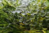 Honor-Magic-V5-Mostre-macro_005.jpg
