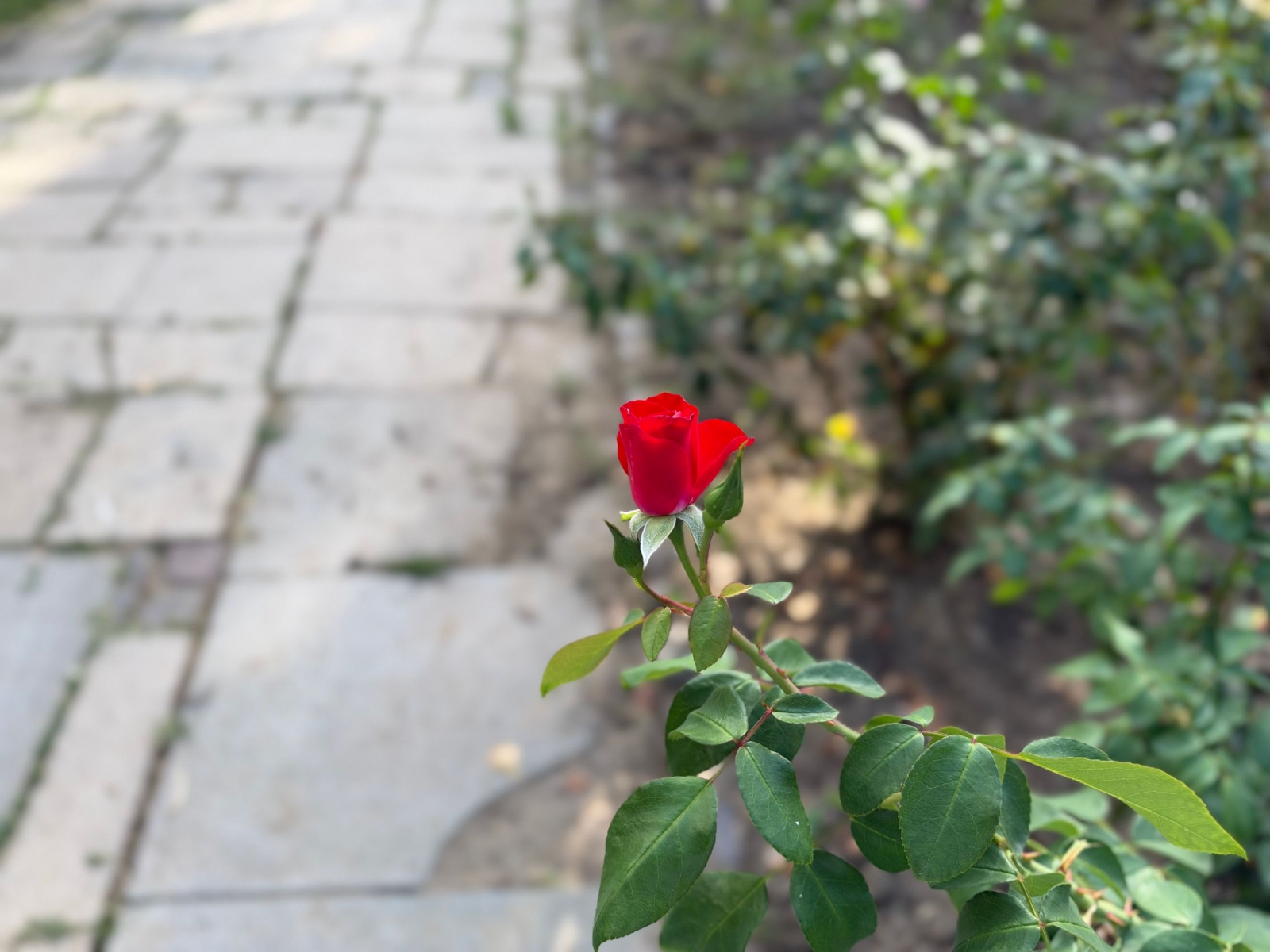 iPhone 18 Pro Max - Mostre bokeh (galerie)