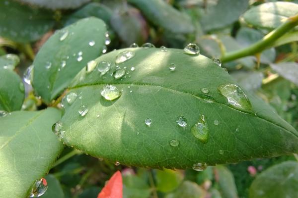 Motorola edge 50 - Mostre macro