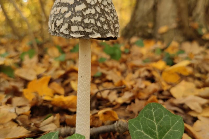 Fotografii pe timp de zi făcute cu Xiaomi Mi 10T Pro (mostre foto daylight): IMG_20201108_131528.jpg