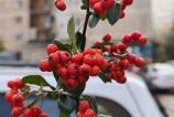 OPPO-Find-X8-Pro-Mostre-Bokeh_003.jpg