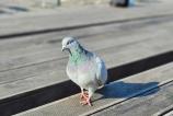 OPPO-Find-X8-Pro-Mostre-Bokeh_015.jpg