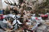 OPPO-Find-X8-Pro-Mostre-macro_002.jpg