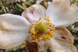 OPPO-Find-X8-Pro-Mostre-macro_004.jpg