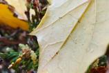 OPPO-Find-X8-Pro-Mostre-macro_010.jpg