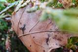 OPPO-Find-X8-Pro-Mostre-macro_009.jpg