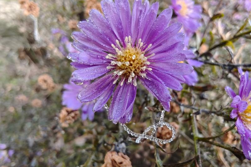 OPPO Find X8 Pro - Mostre foto (macro): OPPO-Find-X8-Pro-Mostre-macro_007.jpg