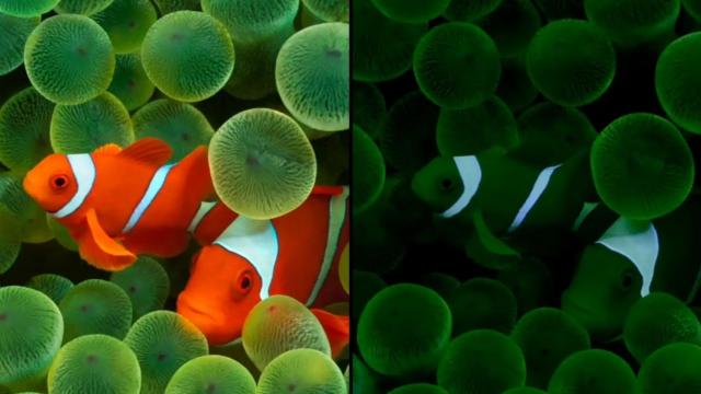 <b>Always On Display va avea o funcţie revoluţionară pe iOS 16; Iat-o în acţiune (Video)</b>Una dintre funcţiile care ne vine greu să credem că nu există deja pe iPhone este Always On Display. Ea va sosi odată cu iOS 16 şi probabil va fi limitată doar la generaţia iPhone 14, pentru a fi selling point. Acum avem şi un demo pentru această funcţie