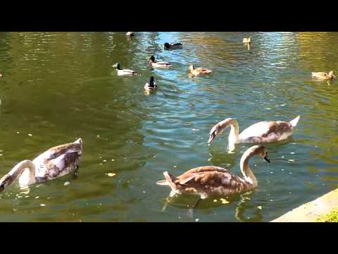 ASUS Zenfone Selfie mostră video Full HD, 30 FPS + Zoom II. - Mobilissimo.ro