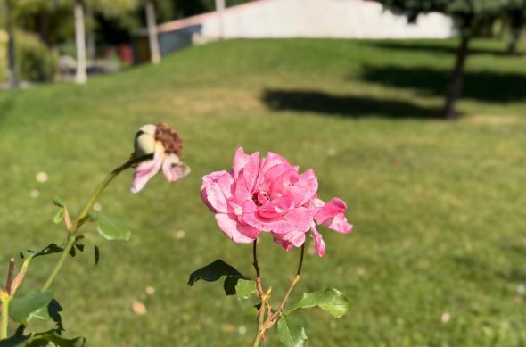 iPhone 17 Pro Max - Mostre bokeh: iPhone-17-Pro-Max-Mostre-bokeh_002.jpg