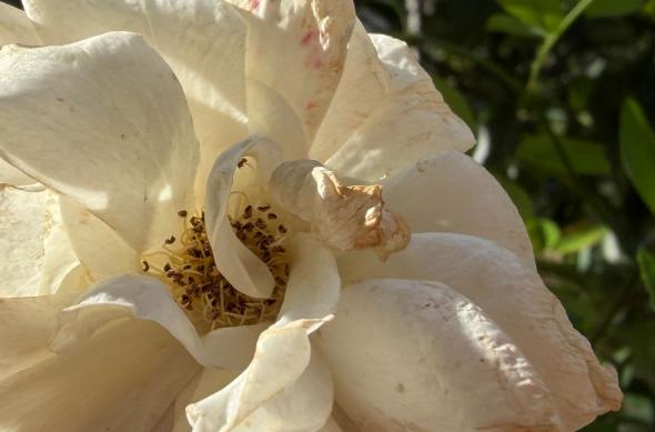 iPhone 17 Pro Max - Mostre macro: iPhone-17-Pro-Max-Mostre-macro_017.jpg