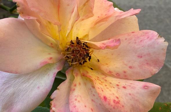 iPhone 17 Pro Max - Mostre macro: iPhone-17-Pro-Max-Mostre-macro_018.jpg