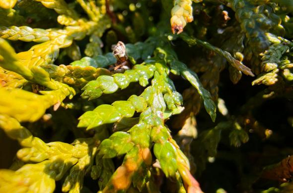 Samsung Galaxy S26 Ultra - Mostre macro: Mostre-macro_ (12).jpg