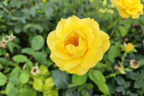 realme 11 Pro+ 5G - Mostre foto (ziua)