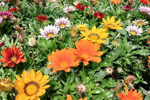 realme C53 - Mostre Foto (ziua)