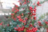 Sony-Xperia-1-VI-Mostre-Bokeh_003.jpg