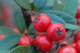 Sony-Xperia-1-VI-Mostre-Macro_001.jpg