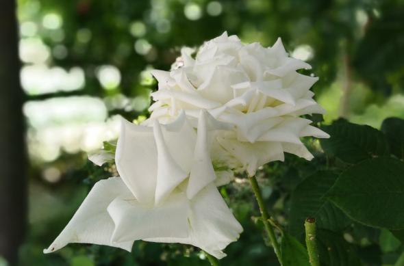 Huawei Y7 Prime (2018) - Mostre Foto (bokeh): IMG_20180717_142632.jpg