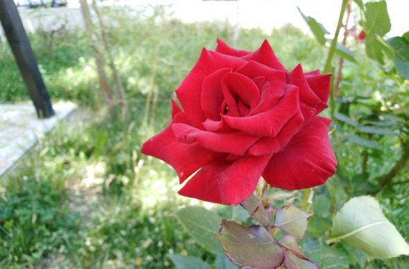 Huawei Y7 Prime (2018) - Mostre Foto (bokeh): IMG_20180717_142424.jpg