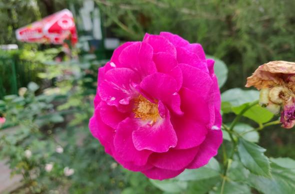 OnePlus 6 - Mostre Foto (bokeh): IMG_20180714_162131.jpg