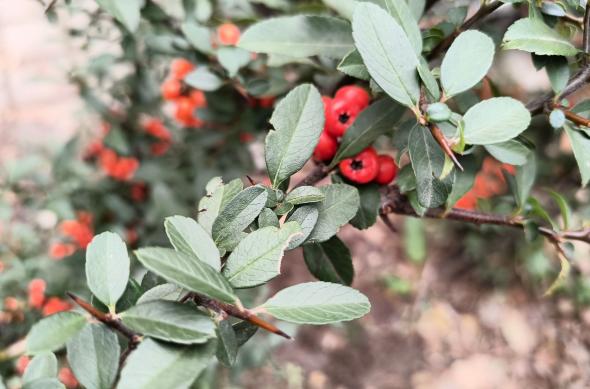 Nothing Phone (3a) Lite - Mostre zi: Zi (3).jpg