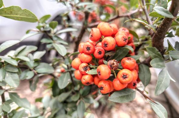 Nothing Phone (3a) Lite - Mostre zi: Zi (4).jpg