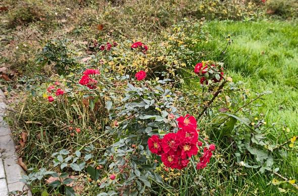 Nothing Phone (3a) Lite - Mostre bokeh: Bokeh (8).jpg