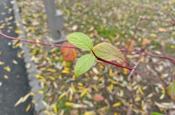 realme GT 8 Pro - Mostre bokeh: Bokeh (11).jpg