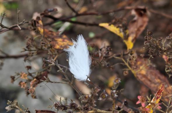 realme GT 8 Pro - Mostre macro: Macro (7).jpg