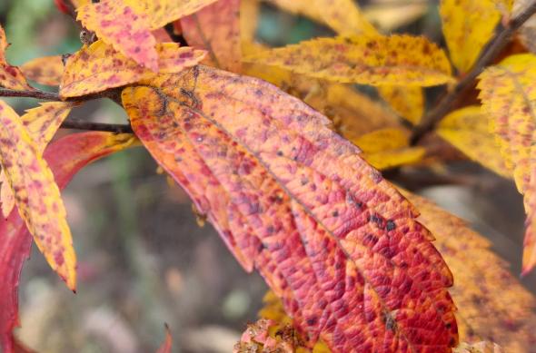 realme GT 8 Pro - Mostre macro: Macro (8).jpg