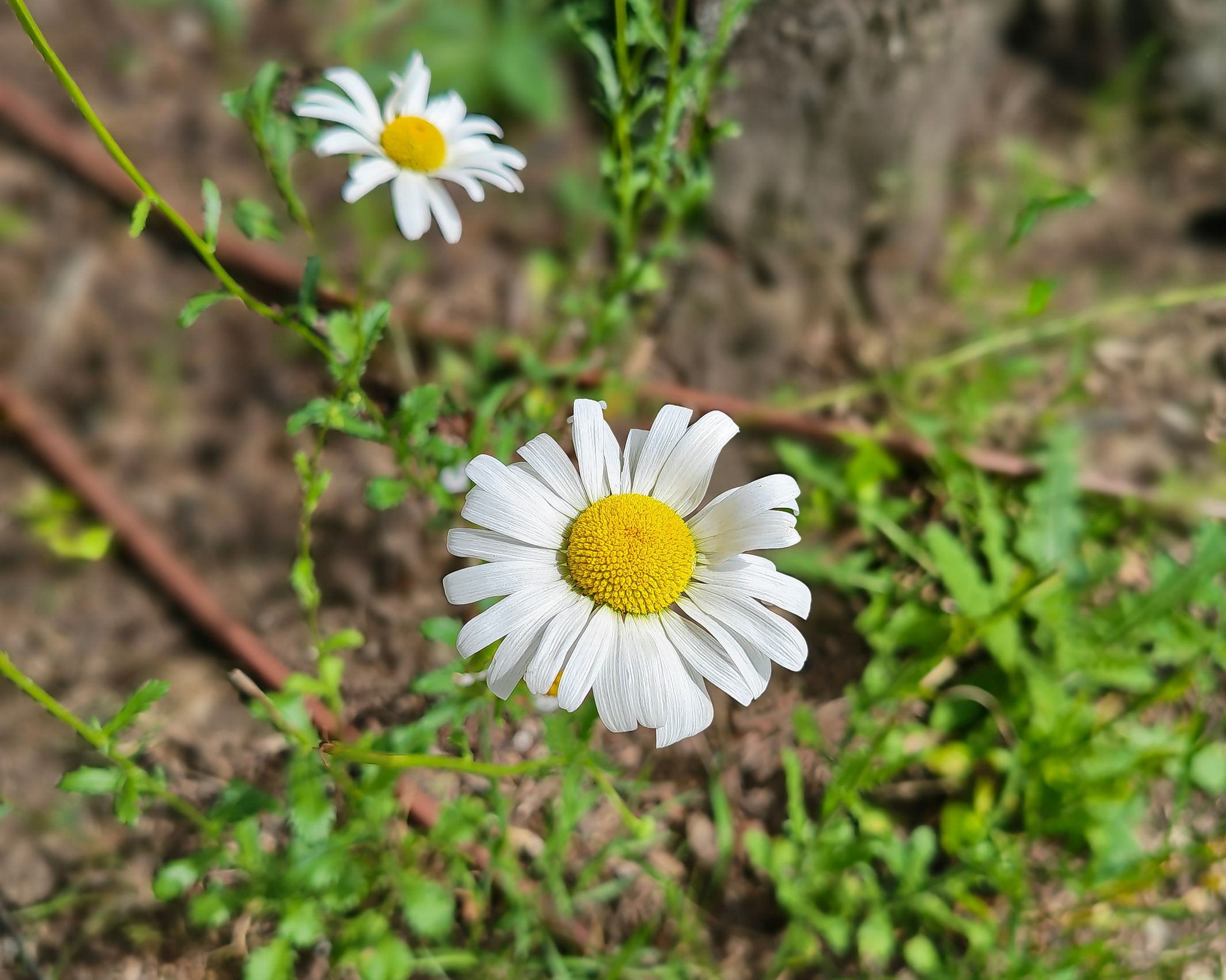 Honor Magic V6 - Mostre bokeh (galerie)