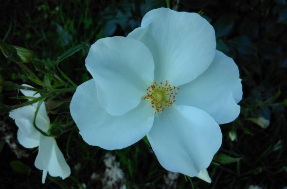 Fairphone 2 - Mostre Foto (ziua): IMG_20170523_084757.jpg